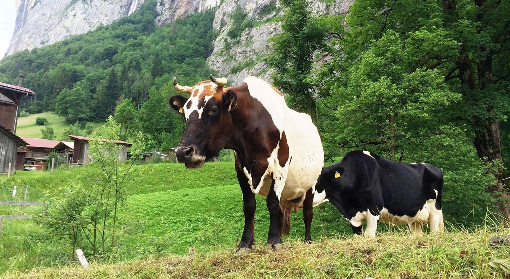 Camping Jungfrau Lauterbrunnen Kültér fotó