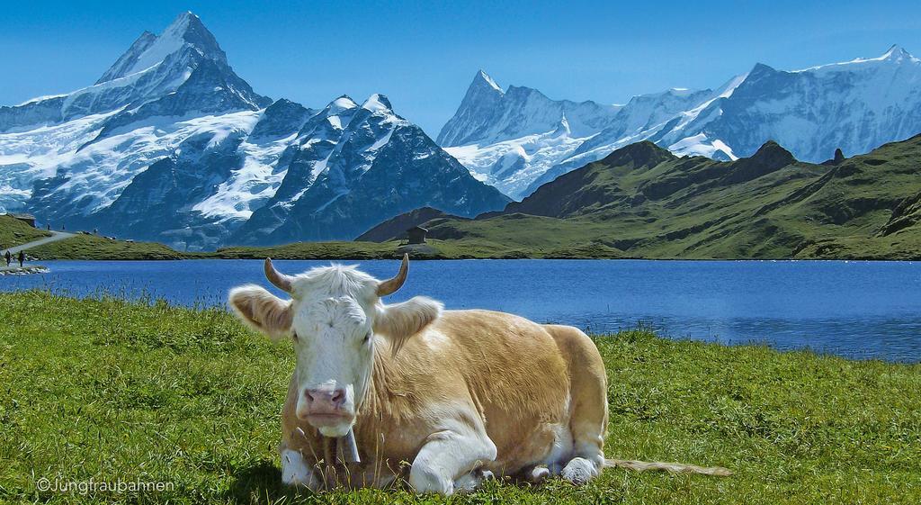 Camping Jungfrau Lauterbrunnen Kültér fotó